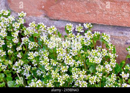 Scurvygrass, möglicherweise englisches Scurvygrass (cochlearia anglica), Nahaufnahme einer Masse der weißen blühenden Pflanze, die an einer Steinmauer wächst. Stockfoto