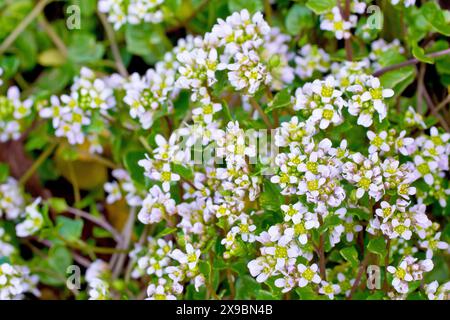 Scurvygrass, möglicherweise englisches Scurvygrass (cochlearia anglica), Nahaufnahme einer Masse der weißblütigen Pflanze. Stockfoto