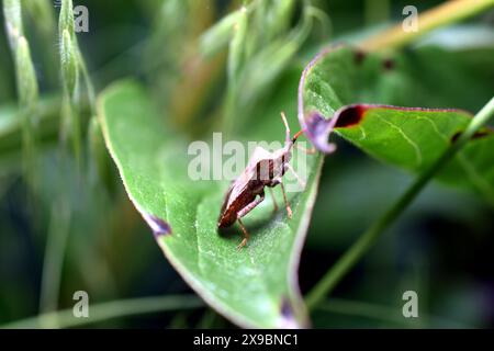 Kürbiskäfer Coreus marginatus. Käfer Coreus marginatus auf ein grünes Grasblatt legen. Hochwertige Fotos Stockfoto