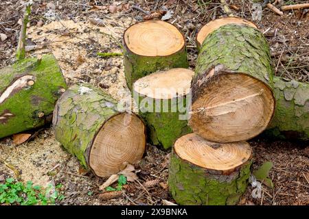 Nahaufnahme eines Stapels kürzlich geschnittener Stämme, die Folge der Entfernung einer gehällten Kiefer. Stockfoto