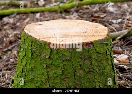 Nahaufnahme des Stumpfes einer kürzlich gefällten Kiefer mit dem inneren Ringmuster und der Rinde. Stockfoto