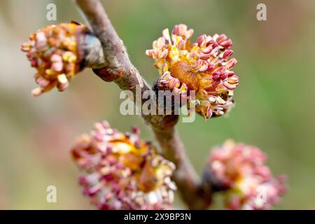 Wych Ulm (ulmus glabra), Nahaufnahme mit den Blüten, die die Äste des Baumes im Frühjahr bedecken. Stockfoto