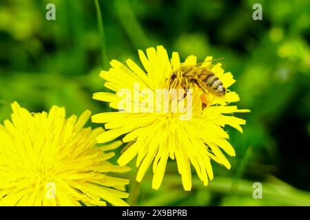 Bienen oder Honigbienen, die mit Pollen verziert sind, saugen Nektar von einer gelben Löwenzahnblüte, Bienen sammeln Pollen, Honigbienen auf einer Löwenzahnblüte Stockfoto