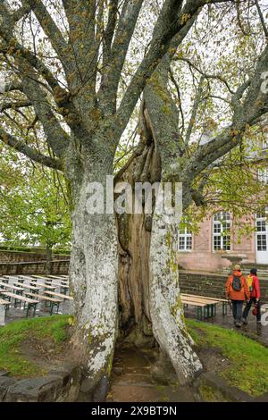 Buche auf der Terrasse, Kloster Hohenburg, Odilienberg, Elsass, Frankreich *** Buche auf der Terrasse, Kloster Hohenburg, Odilienberg, Elsass, Frankreich Stockfoto