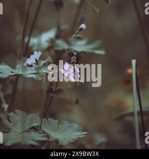 Chamaedrys Veronica Blumen - (Vogelauge Speedwell, Germander Speedwell, Veronica Chamaedrys oder Katzenaugen) Stockfoto