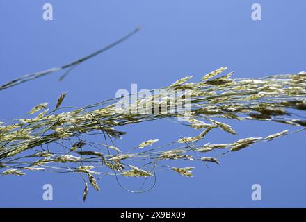 Äthiopien, Mitteläthiopien, Stadt Kibet, Nahaufnahme von Teff (Eragrostis tef), einer Hirse, die das Grundnahrungsmittel in Äthiopien ist, wird Teffmehl für die Zubereitung des Nationalgerichts Injera verwendet, ein säuerlich fermentiertes Pfannkuchenähnliches Fladenbrot mit leicht schwammiger Textur, das traditionell aus Teffmehl hergestellt wird Stockfoto