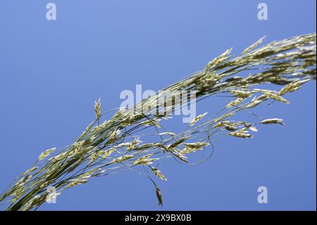 Äthiopien, Mitteläthiopien, Stadt Kibet, Nahaufnahme von Teff (Eragrostis tef), einer Hirse, die das Grundnahrungsmittel in Äthiopien ist, wird Teffmehl für die Zubereitung des Nationalgerichts Injera verwendet, ein säuerlich fermentiertes Pfannkuchenähnliches Fladenbrot mit leicht schwammiger Textur, das traditionell aus Teffmehl hergestellt wird Stockfoto