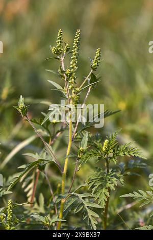 Ragweed closeup, gemeinsame Allergie Anlage Stockfoto