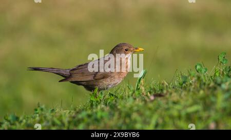 Turdus merula alias Eurasian oder gemeine Amsel Weibchen im Gras. Gewöhnlicher Vogel in der Tschechischen republik. Stockfoto