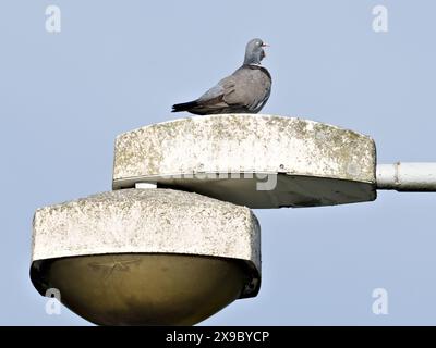 Gähnvogel Columba palumbus auch bekannt als gemeine Holztaube. Lustiges Tierfoto. Auf der Straßenlaterne. Stockfoto