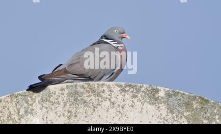 Gewöhnlicher Vogel Columba palumbus auch bekannt als gewöhnliche Holztaube. Auf der Straßenlaterne. Stockfoto