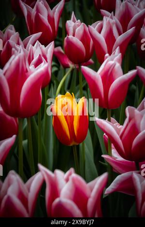 Nahaufnahme der orangefarbenen und gelben Tulpe, isoliert von vielen rosa Tulpen. Lichtfokus für die gelbe und orangefarbene Tulpe. Stockfoto