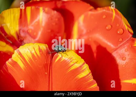 Nahaufnahme einer Hausfliege und Wassertropfen auf gelben und orangen Tulpen. Stockfoto