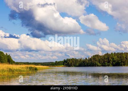 Wunderschöner Blick auf einen See mit Seerosen und Wäldern entlang der Küste, vor einem blauen Himmel mit weißen Wolken. Schweden. Stockfoto