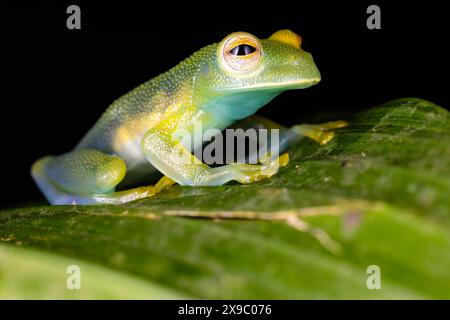 Glasfrosch auf Blatt in Costa Rica. Stockfoto