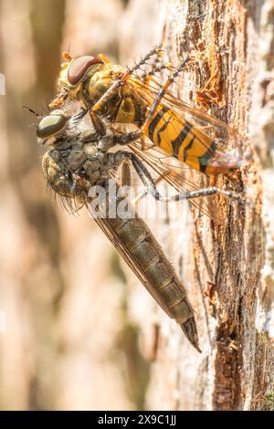 Robberfly mit Beute auf Baumstamm, Großbritannien. Stockfoto