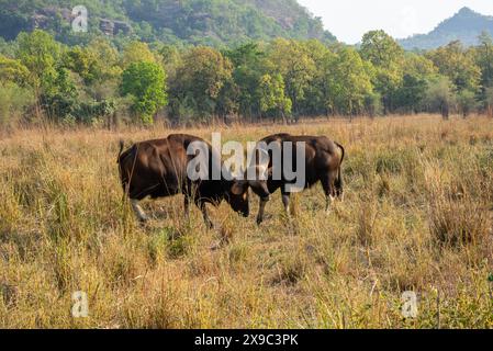 Gaur-Männerkampf im Bandhavgarh-Nationalpark Indien Stockfoto