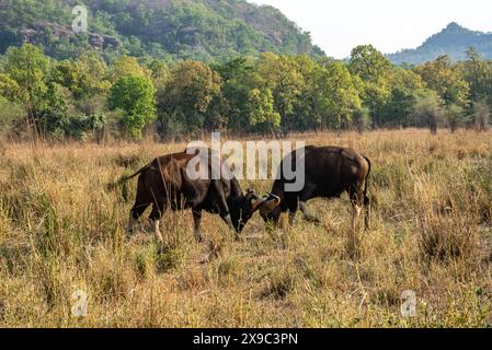 Gaur-Männerkampf im Bandhavgarh-Nationalpark Indien Stockfoto