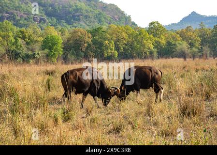 Gaur-Männerkampf im Bandhavgarh-Nationalpark Indien Stockfoto