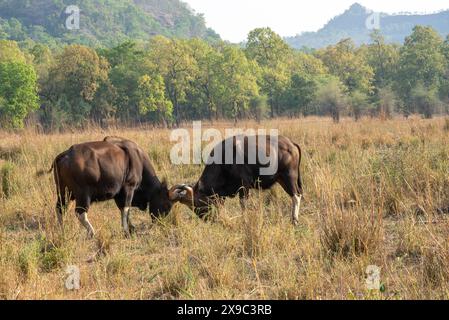 Gaur-Männerkampf im Bandhavgarh-Nationalpark Indien Stockfoto