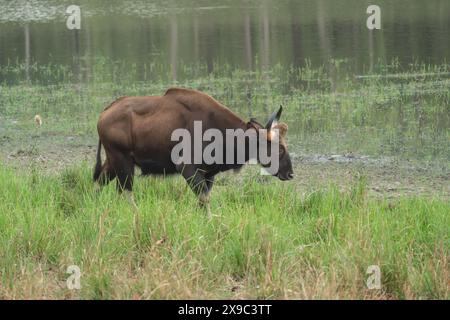 Gaur Im Bandhavgarh-Nationalpark Indien Stockfoto