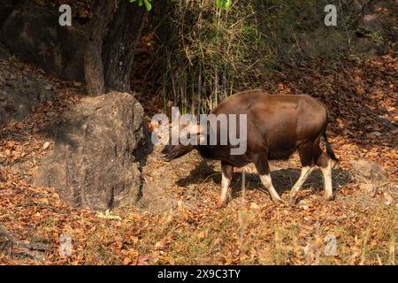 Gaur Im Bandhavgarh-Nationalpark Indien Stockfoto