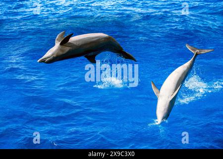 Gruppe von Delfinen, die auf dem Wasser springen - blaue Meereslandschaft aka Tursiops truncatus Stockfoto