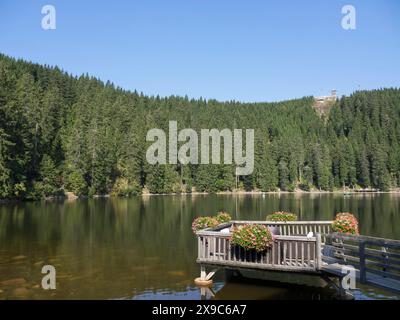 Ein ruhiger See mit einer Holzbrücke, umgeben von einem dichten Wald und dekoriert mit Blumen, kleiner Waldsee im Schwarzwald, freudenstadt Stockfoto