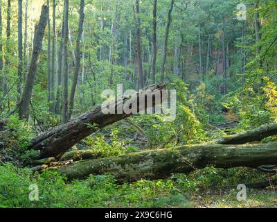 Mehrere umgestürzte Baumstämme in einem grünen, dichten Wald, umgeben von üppiger Vegetation, farbenfroher Wald im Herbst mit einem kleinen See, Rügen, Deutschland Stockfoto