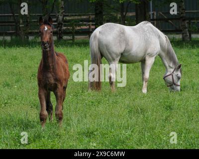 Ein Fohlen schaut in die Kamera, während ein weißes Pferd auf der Weide steht und weidet, Pferde und Fohlen auf einer grünen Wiese im Münsterland, borken, deutschland Stockfoto