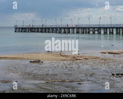 Möwen wandern am nassen Strand in der Nähe eines langen Stegs ins Meer unter einem leicht bewölkten Himmel, grüne und gelbe Fischerboote am Strand in Polen Stockfoto