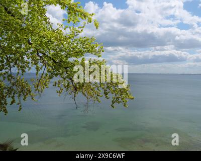 Blick auf das offene Meer unter teilweise bewölktem Himmel, grüne Bäume an einem Ostseestrand mit klarem Wasser, Sopot, polen Stockfoto