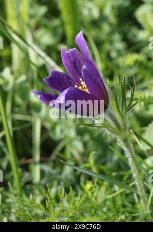 Pasque Flower oder Pasqueflower, Pulsatilla vulgaris, Ranunculaceae. Niedrig behaarte Staude mit gefiederten Blättern, die mit langen Haaren bedeckt sind. Eine tiefviolette Glocke Stockfoto