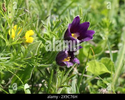 Pasque Flower oder Pasqueflower, Pulsatilla vulgaris, Ranunculaceae. Niedrig behaarte Staude mit gefiederten Blättern, die mit langen Haaren bedeckt sind. Stockfoto