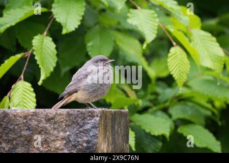 Ein Rothahn (Phoenicurus ochruros), junger Vogel, auf einer Wand sitzend, umgeben von grünen Blättern, Hessen, Deutschland Stockfoto