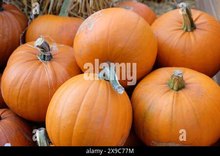 Kürbisse liegen auf Strohballen, herbstliche Atmosphäre, viele bunte Kürbisse zur Dekoration im Garten, Borken, Deutschland Stockfoto