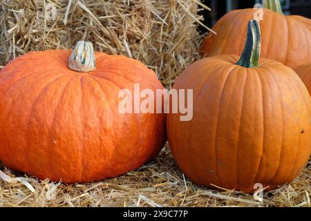 Zwei Kürbisse auf Strohballen, die Herbsternte repräsentieren, viele bunte Kürbisse zur Dekoration in einem Garten, Borken, Deutschland Stockfoto