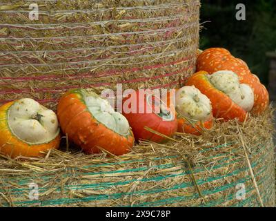 Verschiedene Kürbisse auf einer herbstlichen Dekoration aus Strohhalm, viele bunte Kürbisse zur Dekoration im Garten, Borken, Deutschland Stockfoto