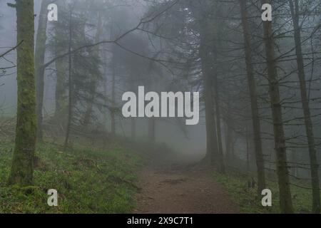 Waldweg, dichter Nebel, Wald am Blauen Berg, Badenweiler, Schwarzwald, Baden-Württemberg, Deutschland Stockfoto