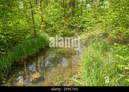 Rheinaue, Ochsenbogensee, Nebenfluss des Rheins im Naturschutzgebiet Rappennestgiessen, Burkheim am Kaiserstuhl, Baden-Württemberg, Deutschland Stockfoto