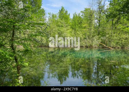 Rheinaue, Ochsenbogensee, Nebenfluss des Rheins im Naturschutzgebiet Rappennestgiessen, Burkheim am Kaiserstuhl, Baden-Württemberg, Deutschland Stockfoto