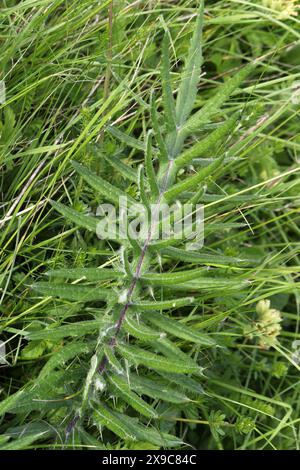 Wolldistel, Cirsium eriophorum, Asteraceae. Knocking Hoe, Bedfordshire, Großbritannien. Stockfoto