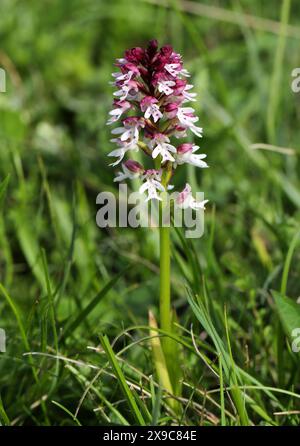 Verbrannte Orchidee oder verbrannte Spitze Orchidee, Neotinea ustulata (syn. Orchis ustula), Orchidaceae. Gefunden an kalkhaltigen Orten, Grasland auf Kreideflächen. Das Feld PL Stockfoto