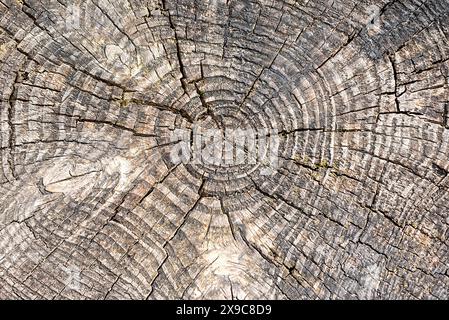 Makrofotografie von Baumstümpfen, alten Bäumen, Natur, Textur, Holz, Pflanze, Alter, Kern, Ring, Abschnitt, Holz, Muster, Alterung, Hintergrund, gestreift, Lärche, Ring Stockfoto