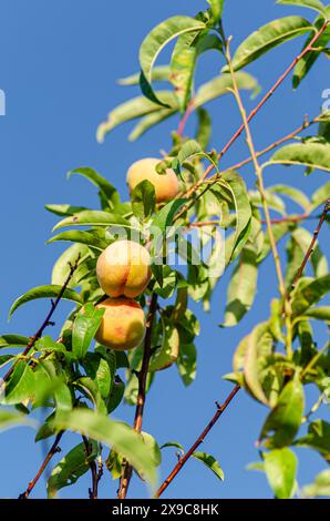 Süße Pfirsichfrüchte wachsen auf einem Pfirsichzweig, ökologischer Obstgarten Stockfoto