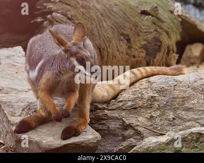 Bezaubernder, attraktiver, gelbfüßiger Rock-Wallaby in bemerkenswerter Schönheit. Stockfoto