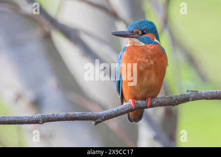 Männlicher gemeiner Eisvogel (Alcedo atthis) auf Zweig, Niederlande Stockfoto