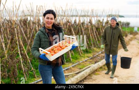 Asiatische Gärtnerin, die eine Schachtel mit Tomaten hält Stockfoto