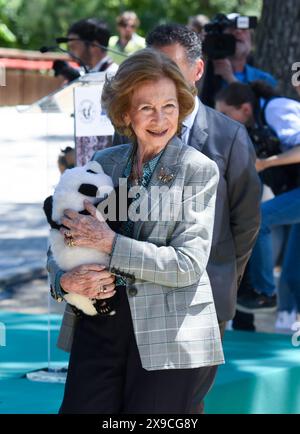 Madrid, Spanien. 30. Mai 2024. Die ehemalige spanische Königin Sofia hält am 30. Mai 2024 eine riesige Pandabuppe im Zoo von Madrid. Besucher des spanischen Zoo Aquariums wurden am Donnerstag einem riesigen Pandapaar aus China vorgestellt. Die Neuankömmlinge wurden bei einer offiziellen Zeremonie begrüßt, an der Behörden und Experten beider Länder teilnahmen. Gustavo Valiente/Xinhua/Alamy Live News Stockfoto