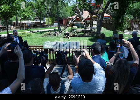 Madrid, Spanien. 30. Mai 2024. Am 30. Mai 2024 fotografieren die Menschen den männlichen Panda Jin Xi im Zoo von Madrid. Besucher des spanischen Zoo Aquariums wurden am Donnerstag einem riesigen Pandapaar aus China vorgestellt. Die Neuankömmlinge wurden bei einer offiziellen Zeremonie begrüßt, an der Behörden und Experten beider Länder teilnahmen. Gustavo Valiente/Xinhua/Alamy Live News Stockfoto